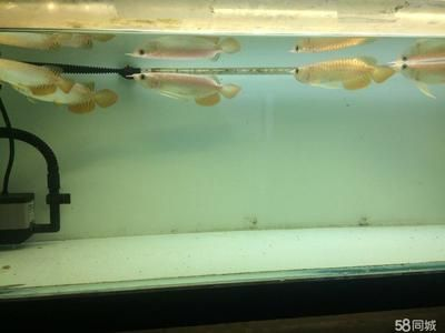 高背金龍魚跟過背金龍魚的差別是什么呢：高背金龍魚與過背金龍魚的區(qū)別