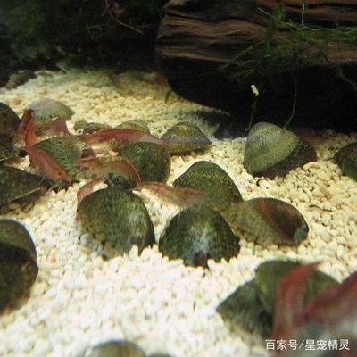 水族館魚缸加熱系統設計（水族館魚缸加熱系統的設計）