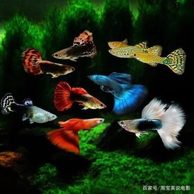 水族館魚缸加熱系統設計（水族館魚缸加熱系統的設計）