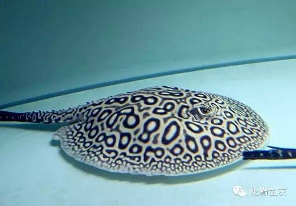 白子魟魚紋路怎么看:判斷白子魟魚的品質(zhì)和價值,白子魟魚紋路怎么看 魟魚百科 第3張 白子魟魚紋路怎么看:判斷白子魟魚的品質(zhì)和價值,白子魟魚紋路怎么看 白子魟魚紋路怎么看:判斷白子魟魚的品質(zhì)和價值,白子魟魚紋路怎么看 魟魚百科 第3張