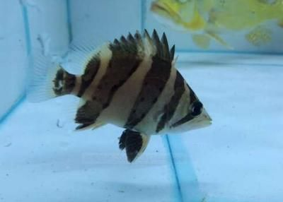 小虎魚(yú)怎么喂食最好：小虎魚(yú)的喂食方法是養(yǎng)好小虎魚(yú)的重要環(huán)節(jié)