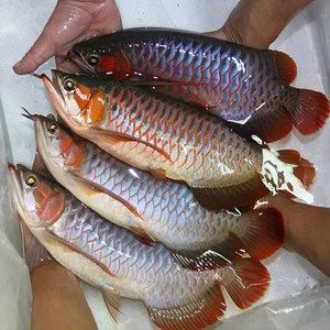 銀龍魚一開燈就趴缸怎么辦(銀龍趴缸怎么回事)