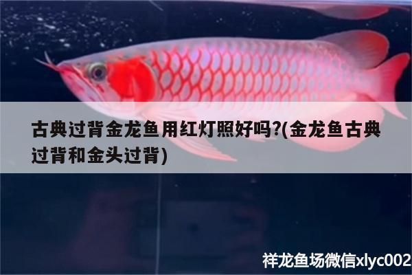 古典過背金龍魚的眼睛圖片：古典過背金龍魚眼睛顏色變化原因如何辨別金龍魚眼睛品質