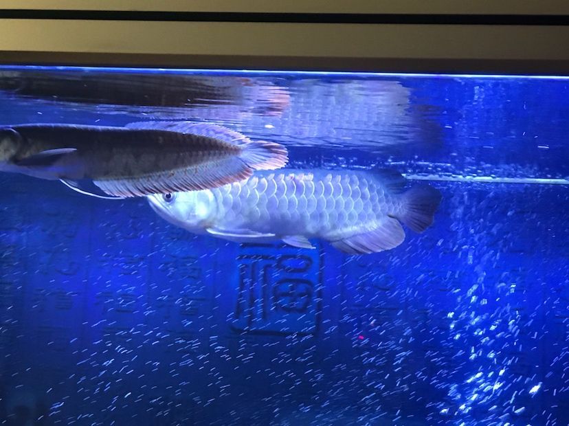 是過背么 是過背么 黃金貓魚百科 第4張