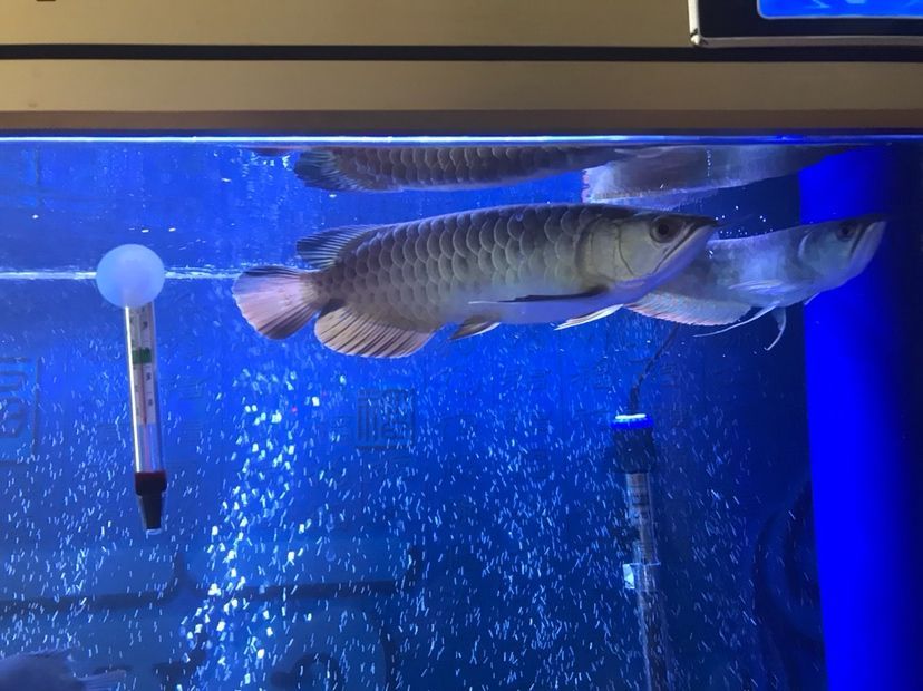 是過背么 是過背么 黃金貓魚百科 第5張