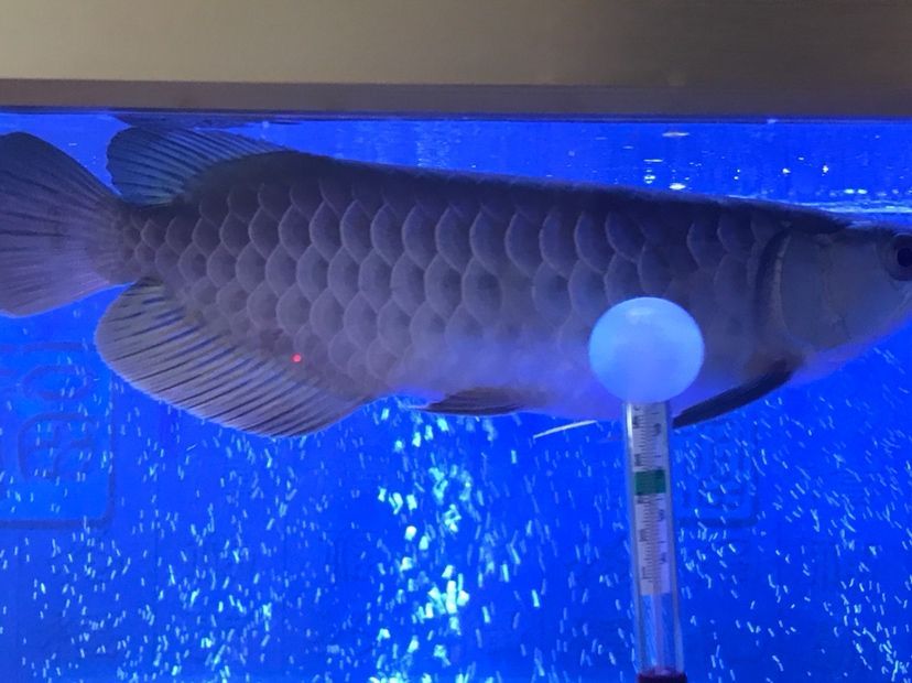是過背么 是過背么 黃金貓魚百科 第6張