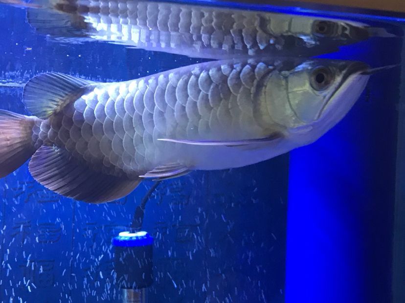 是過背么 是過背么 黃金貓魚百科 第7張