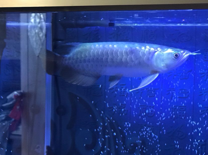 是過背么 是過背么 黃金貓魚百科 第8張