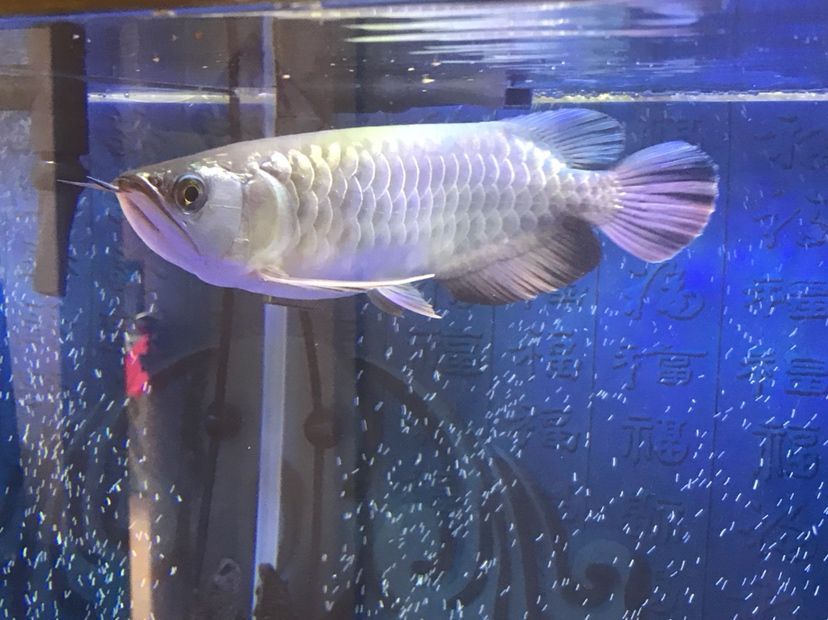 是過背么 是過背么 黃金貓魚百科 第9張