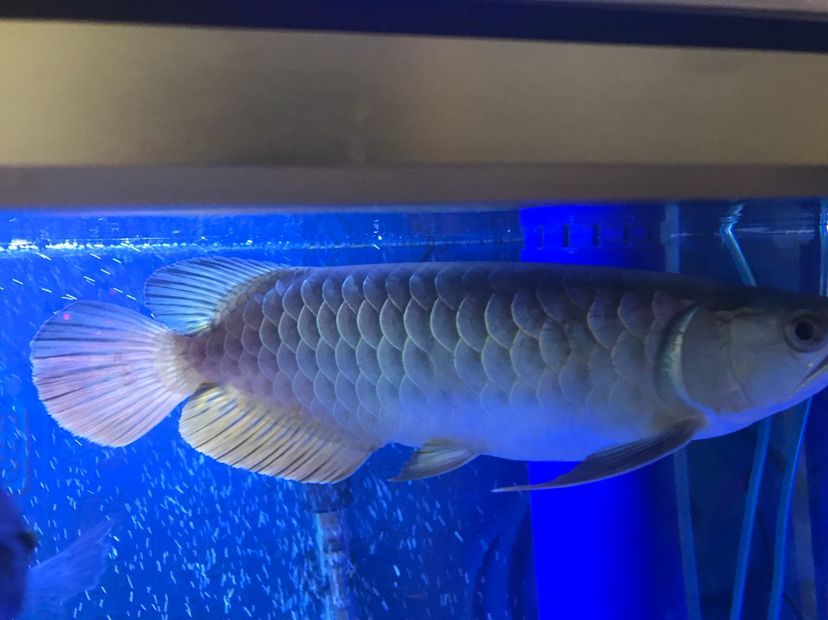 是過背么 是過背么 黃金貓魚百科 第10張