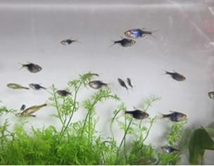 常見觀賞魚養殖種類調查方法：關于觀賞魚養殖種類的信息和養殖技術和專業人士的調查