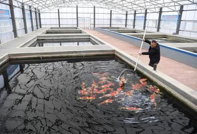 常見觀賞魚養殖種類調查方法：關于觀賞魚養殖種類的信息和養殖技術和專業人士的調查