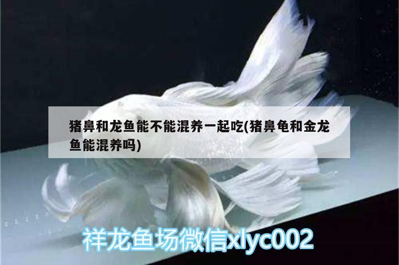 豬鼻和龍魚能不能混養一起吃(豬鼻龜和金龍魚能混養嗎)