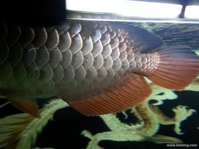 金龍魚吃其他魚嗎：金龍魚會捕食其他魚類，金龍魚水質要求詳解，