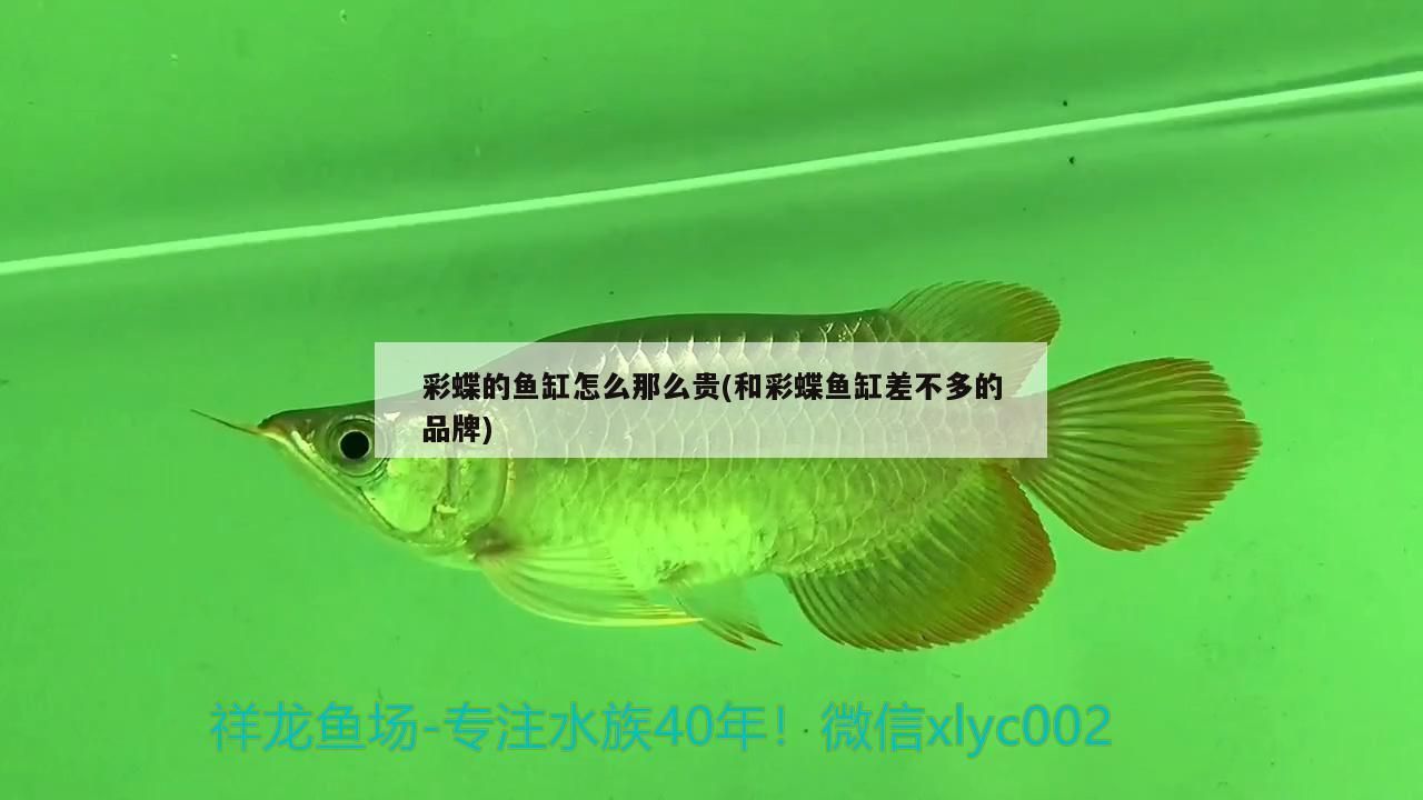 底濾魚缸常見問題(底濾魚缸不過濾怎么回事)