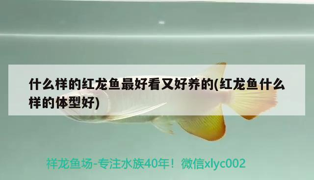 什么樣的紅龍魚最好看又好養(yǎng)的(紅龍魚什么樣的體型好) 什么樣的紅龍魚最好看又好養(yǎng)的(紅龍魚什么樣的體型好) 觀賞魚百科