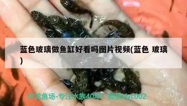 藍色玻璃做魚缸好看嗎圖片視頻(藍色玻璃)