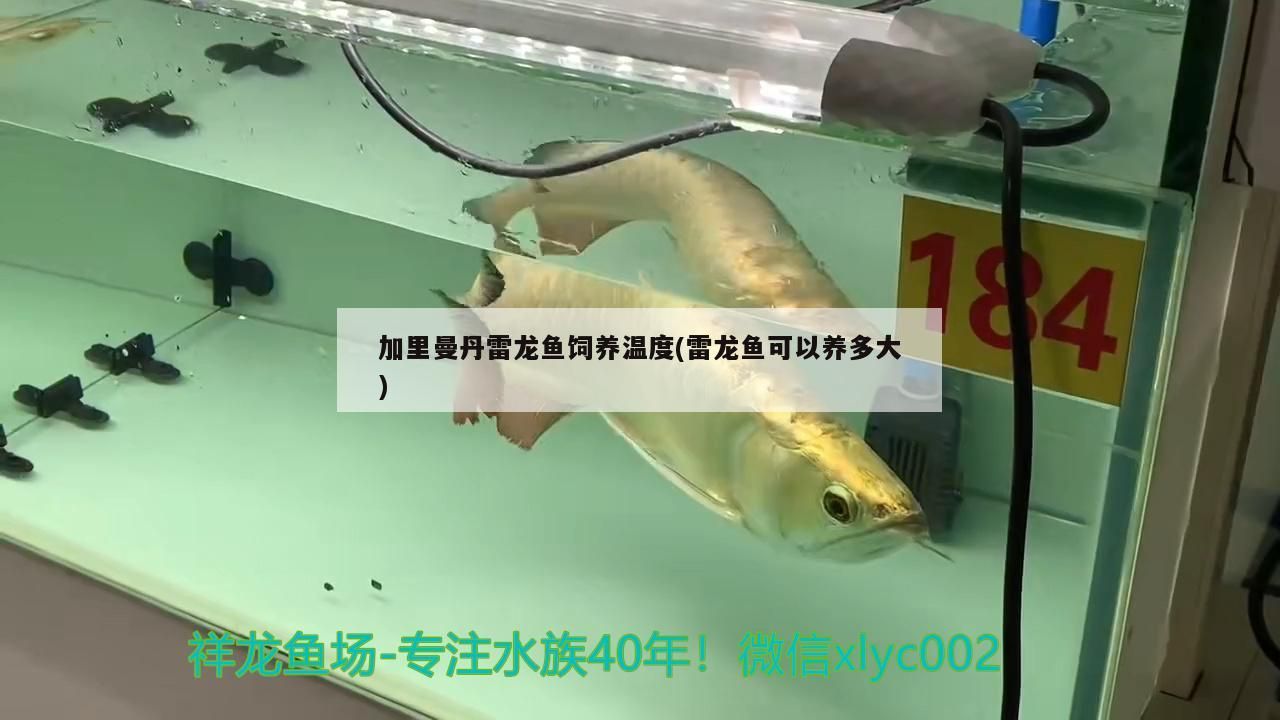 日照觀賞魚協(xié)會官網(wǎng)首頁：探索日照觀賞魚之美，共享觀賞魚文化盛宴！，探索日照觀賞魚之美，共享觀賞魚文化盛宴！ 日照觀賞魚協(xié)會官網(wǎng)首頁：探索日照觀賞魚之美，共享觀賞魚文化盛宴！，探索日照觀賞魚之美，共享觀賞魚文化盛宴！ 錦鯉魚百科 第2張