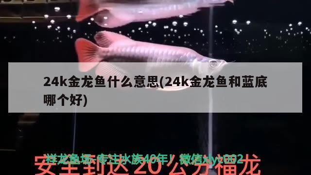 日照觀賞魚協(xié)會官網(wǎng)首頁：探索日照觀賞魚之美，共享觀賞魚文化盛宴！，探索日照觀賞魚之美，共享觀賞魚文化盛宴！ 日照觀賞魚協(xié)會官網(wǎng)首頁：探索日照觀賞魚之美，共享觀賞魚文化盛宴！，探索日照觀賞魚之美，共享觀賞魚文化盛宴！ 錦鯉魚百科 第3張
