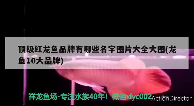 日照觀賞魚協(xié)會官網(wǎng)首頁：探索日照觀賞魚之美，共享觀賞魚文化盛宴！，探索日照觀賞魚之美，共享觀賞魚文化盛宴！ 日照觀賞魚協(xié)會官網(wǎng)首頁：探索日照觀賞魚之美，共享觀賞魚文化盛宴！，探索日照觀賞魚之美，共享觀賞魚文化盛宴！ 錦鯉魚百科 第4張
