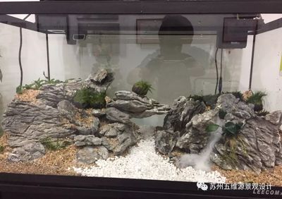 80魚缸標準尺寸是多少：80魚缸的標準尺寸并沒有一個固定的答案
