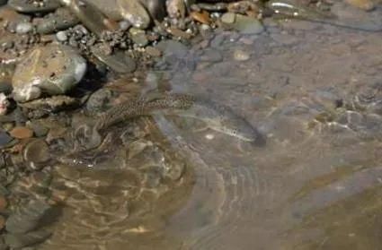 果洛藏族自治州龍魚(yú)vs果洛藏族自治州水族批發(fā)市場(chǎng)vs果洛藏族自治州水族館vs果洛藏族自治州魚(yú)缸批發(fā)市場(chǎng)vs祥龍魚(yú)場(chǎng)：果洛藏族自治州水族館vs果洛藏族自治州水族批發(fā)市場(chǎng)vs祥龍魚(yú)場(chǎng)