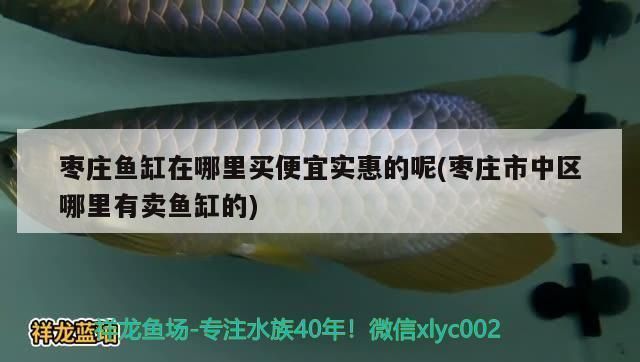 棗莊龍魚vs棗莊水族批發市場vs棗莊水族館vs棗莊魚缸批發市場vs祥龍魚場：棗莊龍魚與水族市場競爭激烈 棗莊龍魚vs棗莊水族批發市場vs棗莊水族館vs棗莊魚缸批發市場vs祥龍魚場：棗莊龍魚與水族市場競爭激烈 祥龍魚場各市分站 第4張