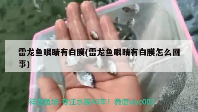 雷龍魚眼睛有白膜(雷龍魚眼睛有白膜怎么回事)