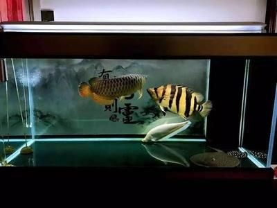 虎魚的配魚：如何選擇適合與虎魚混養的魚類
