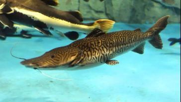 水族館開店流程圖模板圖片大全：水族館開店流程圖模板圖片大全詳情