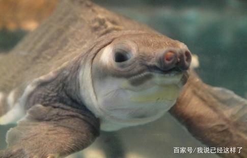豬鼻龜最愛吃啥：豬鼻龜吃什么，豬鼻龜最愛吃什么