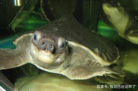 豬鼻龜最愛吃啥：豬鼻龜吃什么，豬鼻龜最愛吃什么