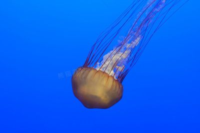 水族館建設相關文件有哪些：臺州水族館施工方案