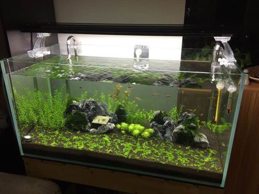 90厘米魚缸多少魚：魚缸養魚的注意事項