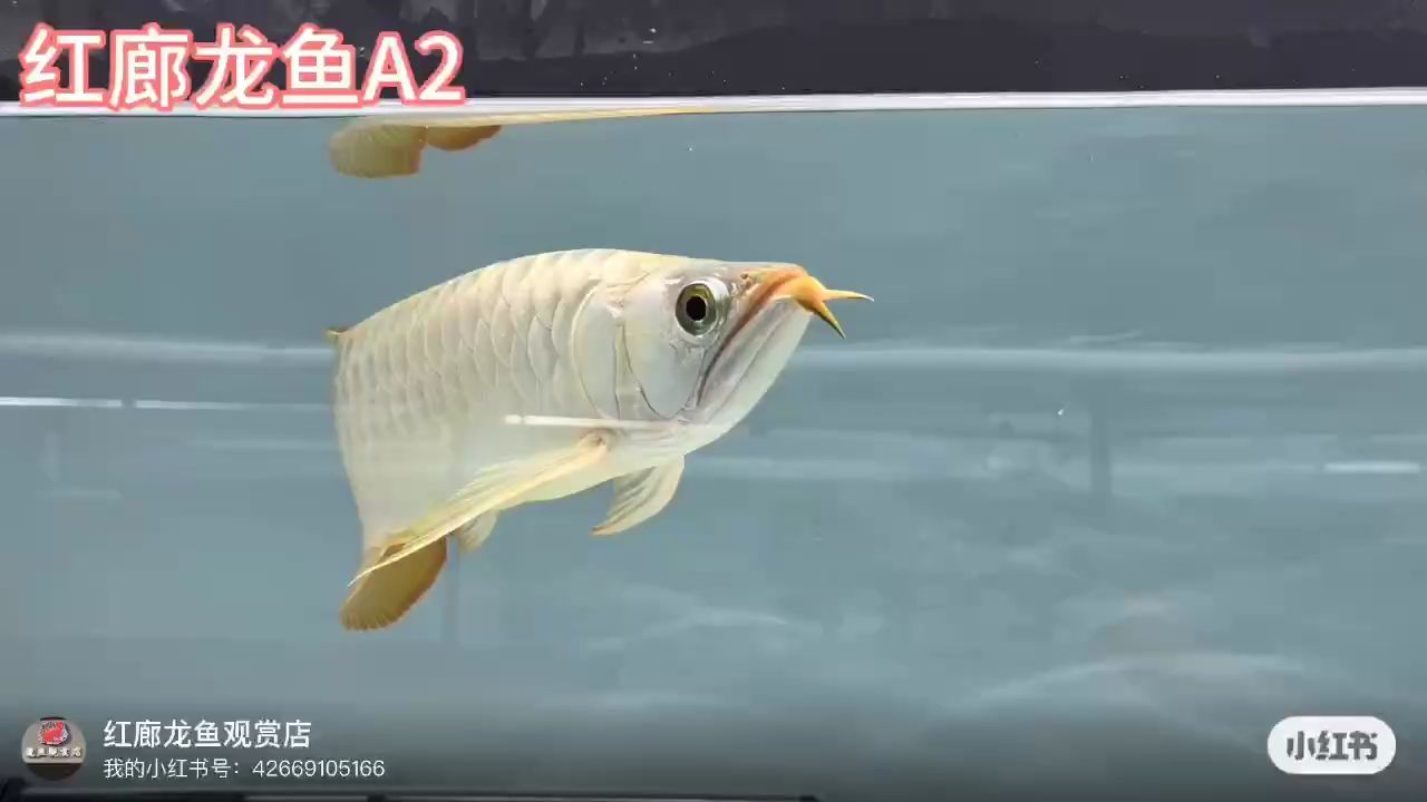 大湖紅龍（印尼紅龍#現場實拍#觀賞魚） 大湖紅龍（印尼紅龍#現場實拍#觀賞魚） 大湖紅龍魚百科 第1張