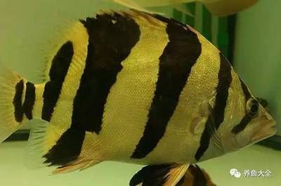 印尼虎魚最佳飼養(yǎng)溫度和濕度是多少：印尼虎魚最佳飼養(yǎng)溫度和濕度是多少印尼虎魚最佳飼養(yǎng)溫度是多少
