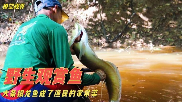 黃金貓魚幼魚飼料保存技巧（黃金貓魚幼魚飼料保存常見誤區黃金貓魚幼魚飼料保存技巧）