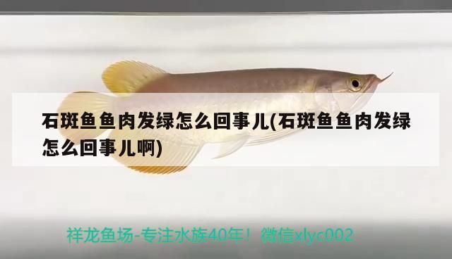 石斑魚魚肉發綠怎么回事兒(石斑魚魚肉發綠怎么回事兒啊)