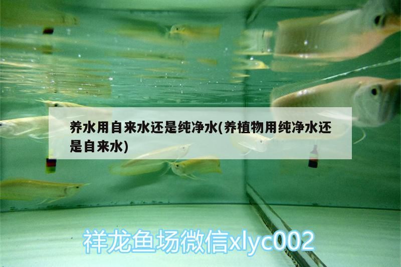 養水用自來水還是純凈水(養植物用純凈水還是自來水)