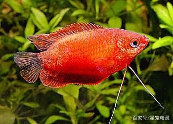 觀賞魚吐泡泡正常嗎（觀賞魚吐泡泡可能是正常生理活動(dòng)的表現(xiàn)也可能是健康問題的信號(hào)）