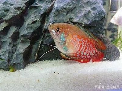 觀賞魚吐泡泡正常嗎（觀賞魚吐泡泡可能是正常生理活動(dòng)的表現(xiàn)也可能是健康問題的信號(hào)）