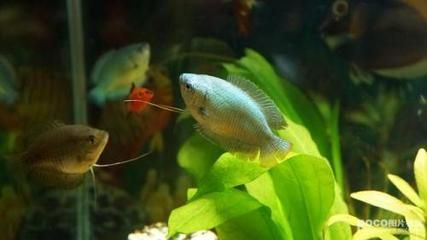 觀賞魚吐泡泡正常嗎（觀賞魚吐泡泡可能是正常生理活動(dòng)的表現(xiàn)也可能是健康問題的信號(hào)）