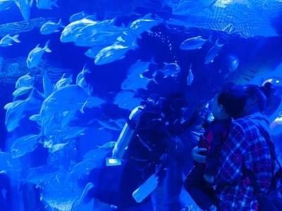 水族館誰負責（水族館的負責人職責和相關信息） 水族館誰負責（水族館的負責人職責和相關信息） 水族館百科（水族館加盟） 第6張
