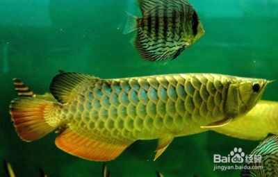 金龍魚水質管理的具體方法：金龍魚水質管理方法