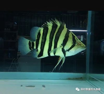 印尼虎好還是蘇虎好用：印尼虎和蘇虎哪個好
