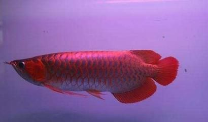 愛養龍魚的老孫子是誰
