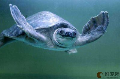 豬鼻龜幾級保護動物最多呢：豬鼻龜是幾級保護動物？