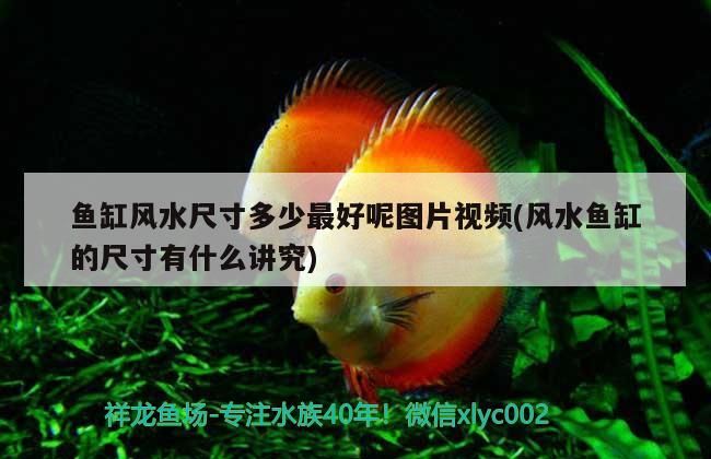 觀賞魚缸高端大氣(觀賞魚缸高端大氣圖片) 觀賞魚缸高端大氣(觀賞魚缸高端大氣圖片) 元寶鳳凰魚百科 第3張