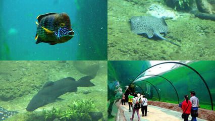 水族館有些什么魚（上海海洋水族館魚類飼養技巧水族館魚類互動體驗）