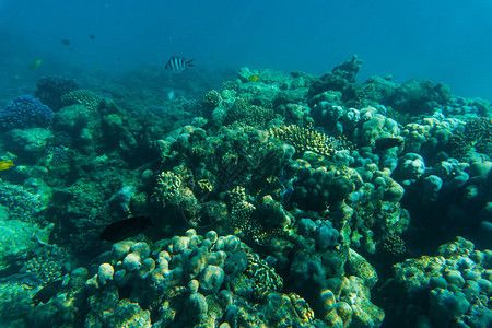 沈陽二手魚缸回收（ 沈陽二手魚缸直賣網(wǎng)） 沈陽二手魚缸回收（ 沈陽二手魚缸直賣網(wǎng)） 豬鼻龜百科 第2張